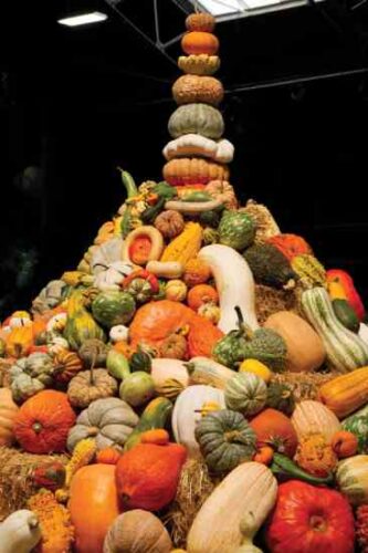 The Great Pumpkin Patch